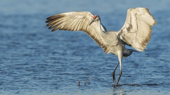 8 существ планеты, которые древнее, чем все думали