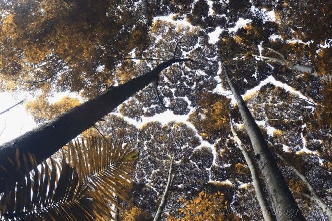 Феномен, когда кроны деревьев не касаются друг друга, удивляет даже ученых