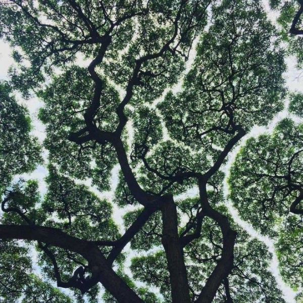 Феномен, когда кроны деревьев не касаются друг друга, удивляет даже ученых