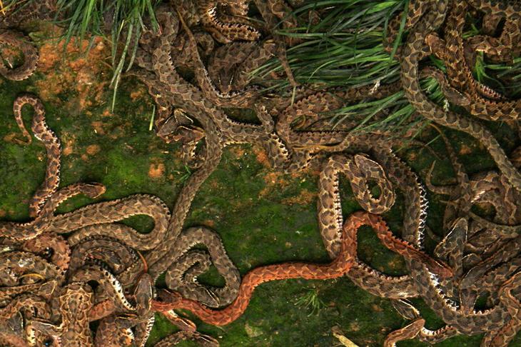 Кеймада-Гранди — самый опасный остров в мире