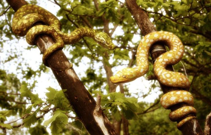 Кеймада-Гранди — самый опасный остров в мире