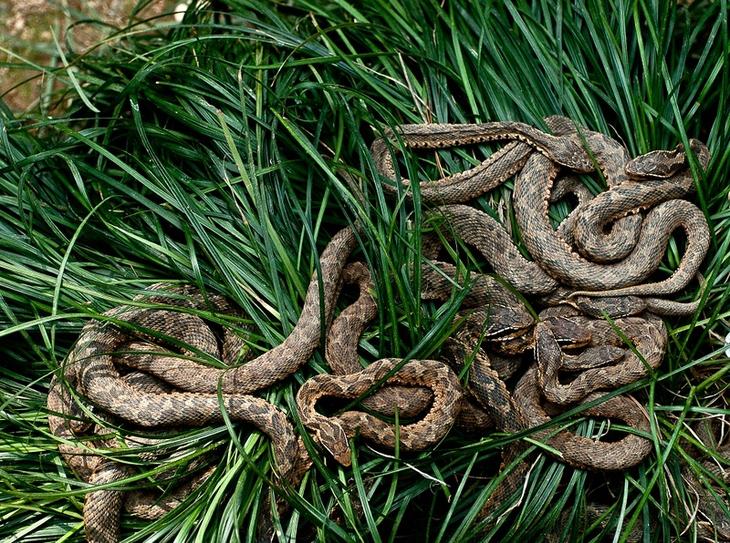 Кеймада-Гранди — самый опасный остров в мире