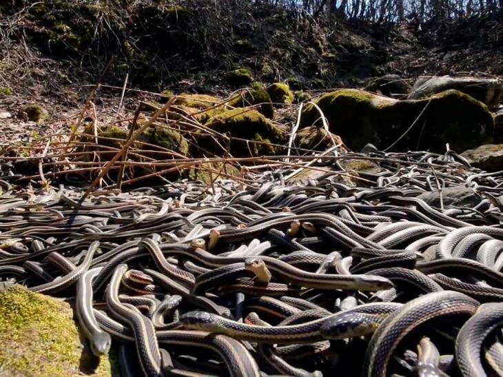 Кеймада-Гранди — самый опасный остров в мире