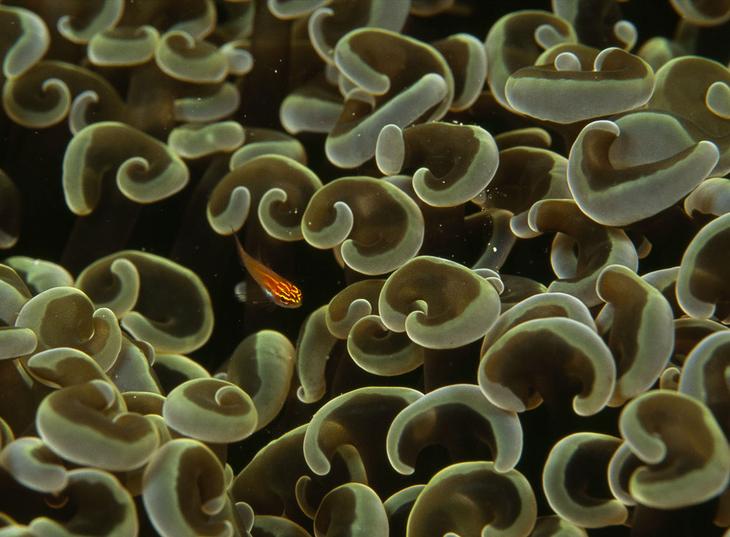 Кораллы — древнейшие существа на Земле