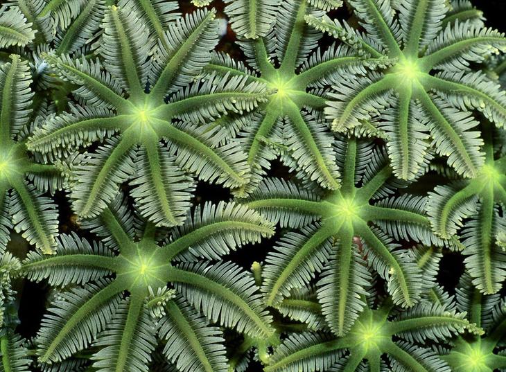 Кораллы — древнейшие существа на Земле