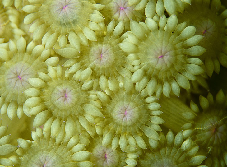 Кораллы — древнейшие существа на Земле