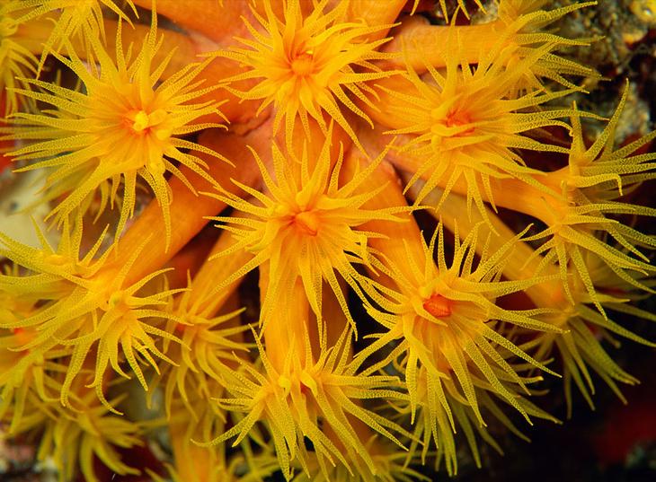 Кораллы — древнейшие существа на Земле