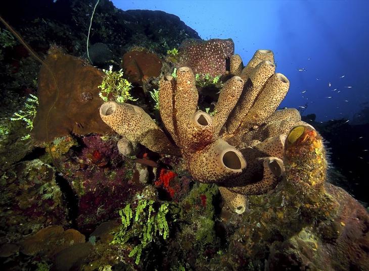 Кораллы — древнейшие существа на Земле