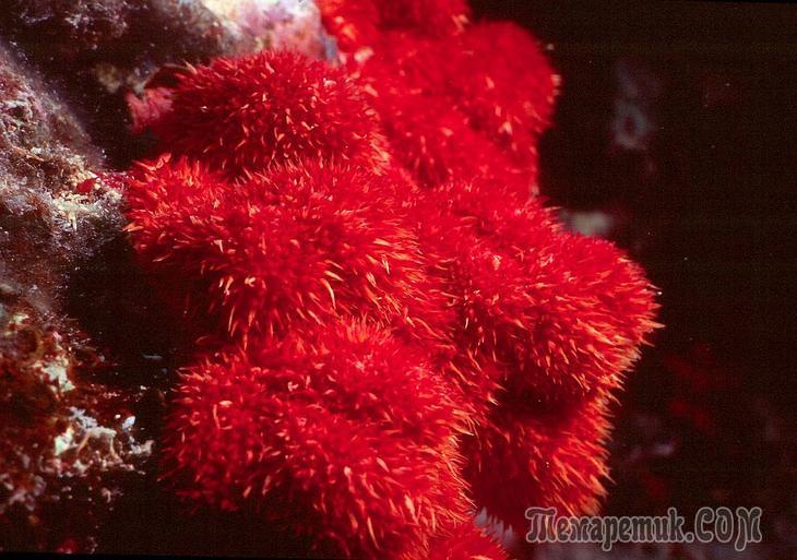 Кораллы — древнейшие существа на Земле