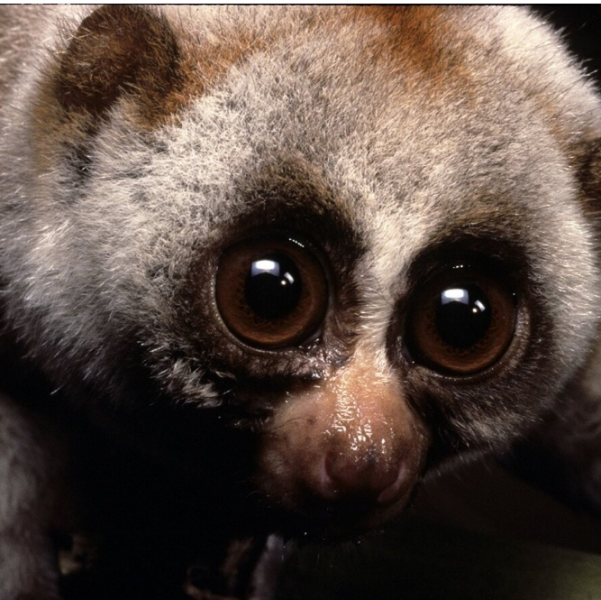 На лицо прекрасные: 7 опаснейших животных, которые выглядят очень мило