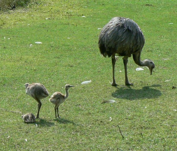 Незнакомые факты о знакомых животных