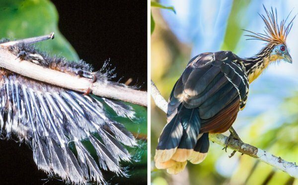 Незнакомые факты о знакомых животных