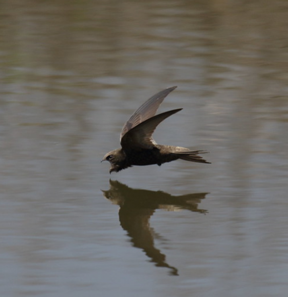 Незнакомые факты о знакомых животных