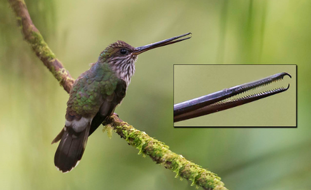 Незнакомые факты о знакомых животных