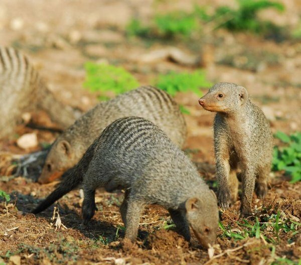 Незнакомые факты о знакомых животных