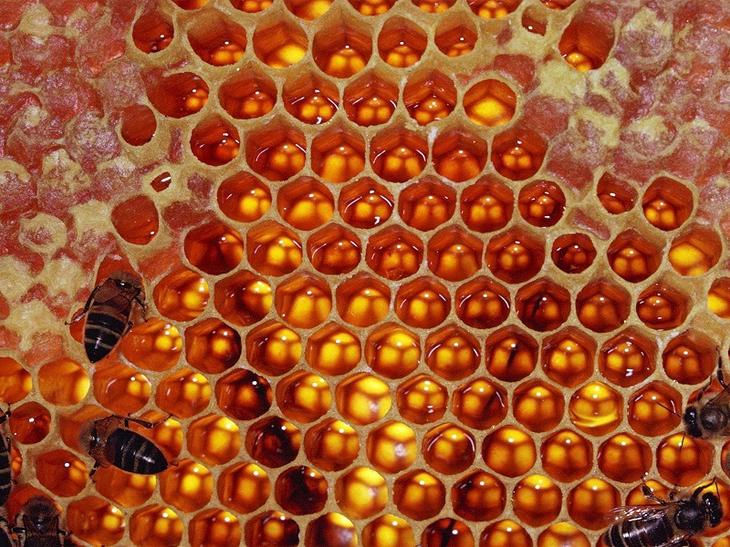 Откуда берутся жемчуг, куриные яйца и еще 7 удивительных ответов на вопрос «Как это появилось?»