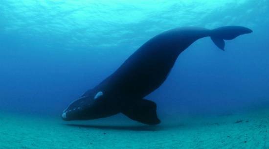 Редчайшие животные на планете