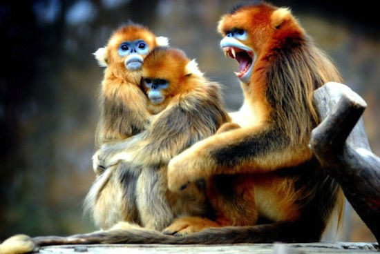 Редчайшие животные на планете