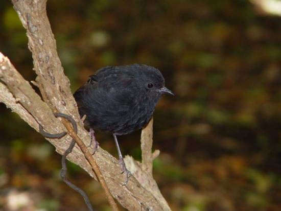 Редчайшие животные на планете
