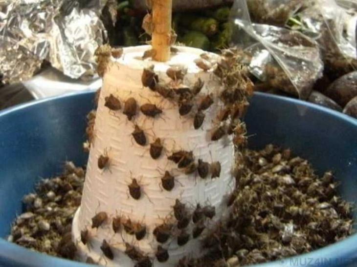 10 блюд из насекомых, которые считаются деликатесом в разных странах