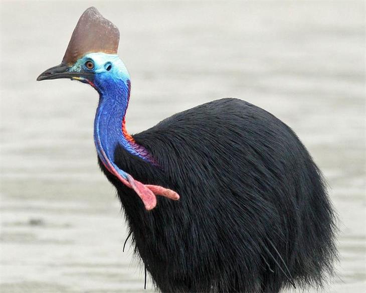 10 не летающих птиц, доживших до наших дней