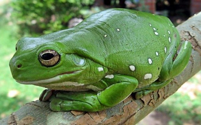 10 самых жестоких матерей среди животных