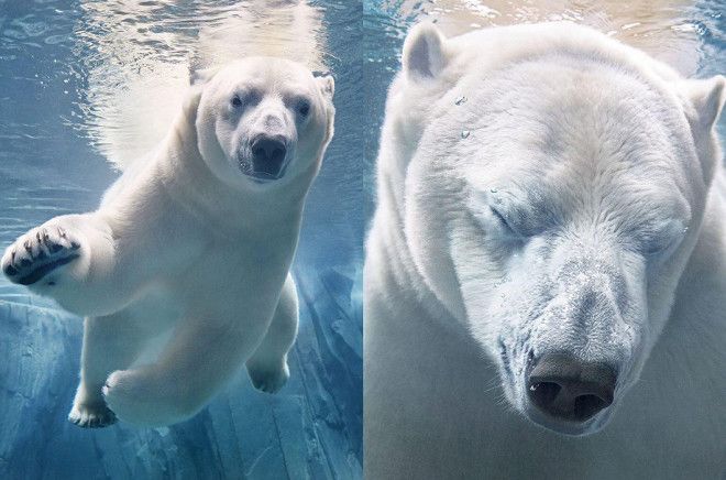 15 видов животных на грани исчезновения