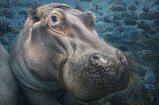 15 видов животных на грани исчезновения