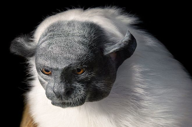 15 видов животных на грани исчезновения