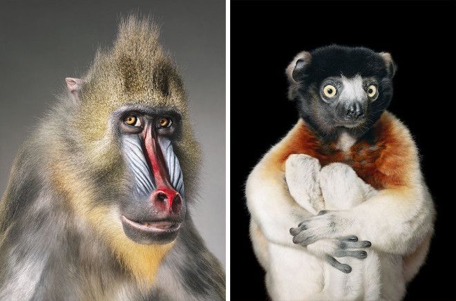 15 видов животных на грани исчезновения