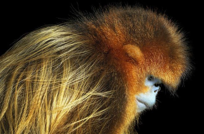 15 видов животных на грани исчезновения