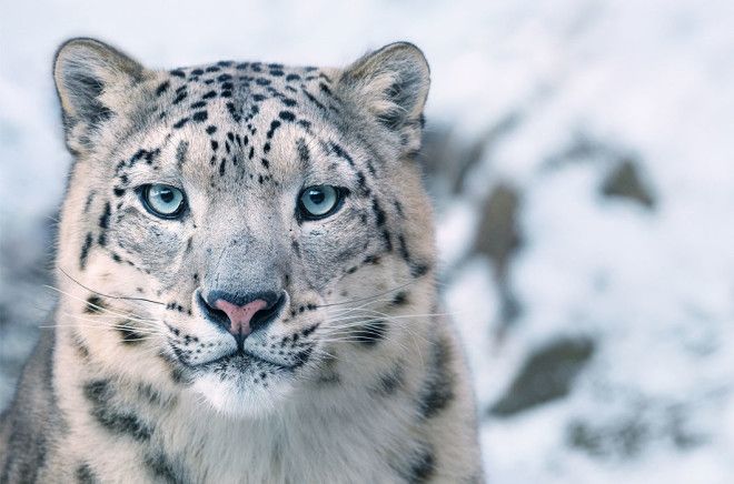 15 видов животных на грани исчезновения