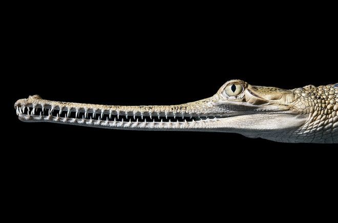 15 видов животных на грани исчезновения