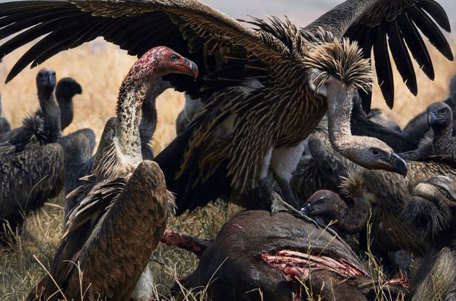 15 видов животных на грани исчезновения