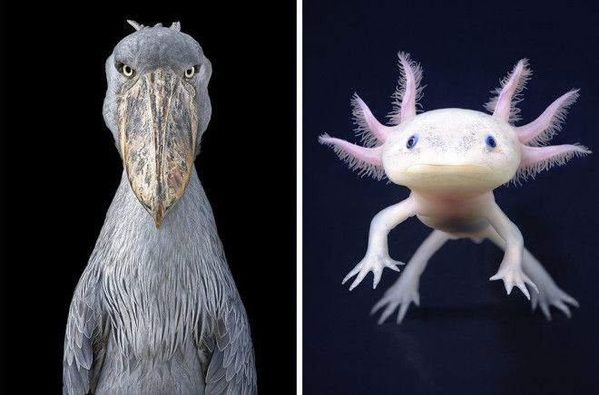 15 видов животных на грани исчезновения