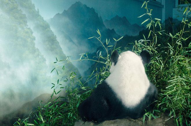 15 видов животных на грани исчезновения