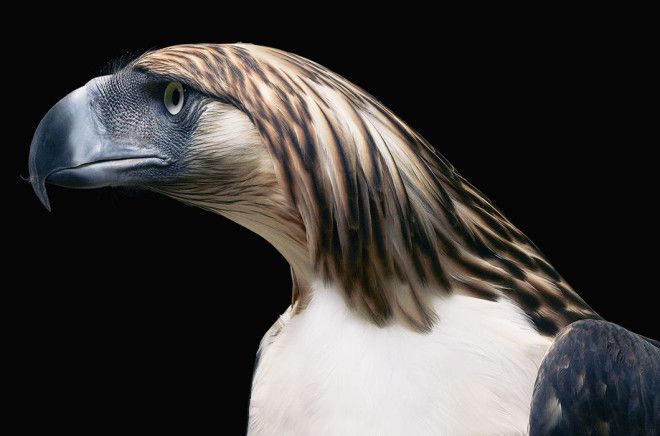 15 видов животных на грани исчезновения