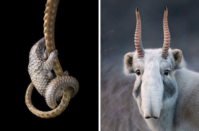 15 видов животных на грани исчезновения