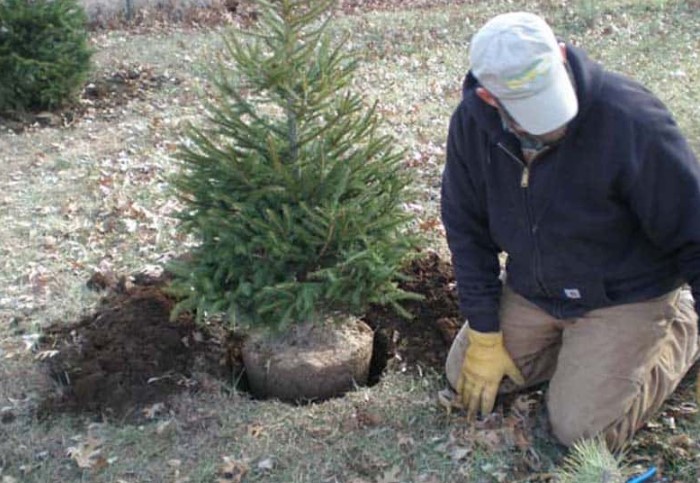 8 идей, как использовать елку после праздников, чтобы не выбрасывать