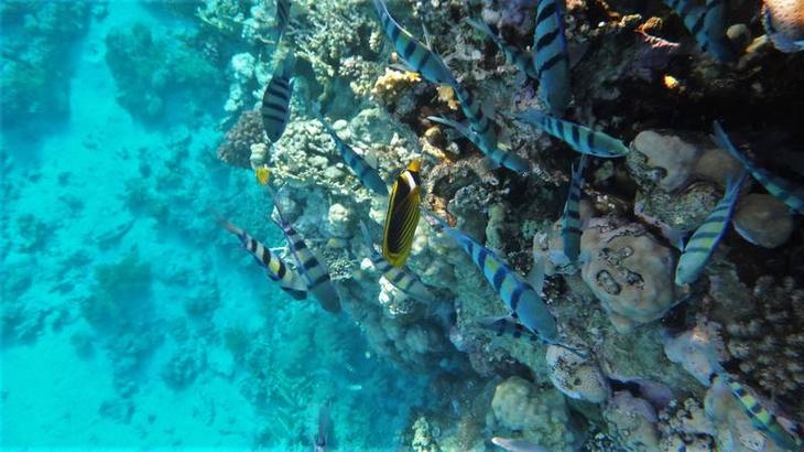 Египетский курорт Шарм аль Шейх