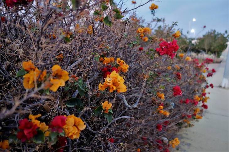 Египетский курорт Шарм аль Шейх