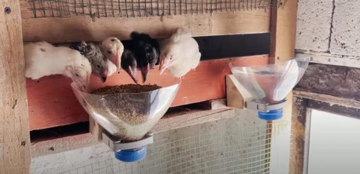 Идеи использования пластиковых бутылок дома и во дворе