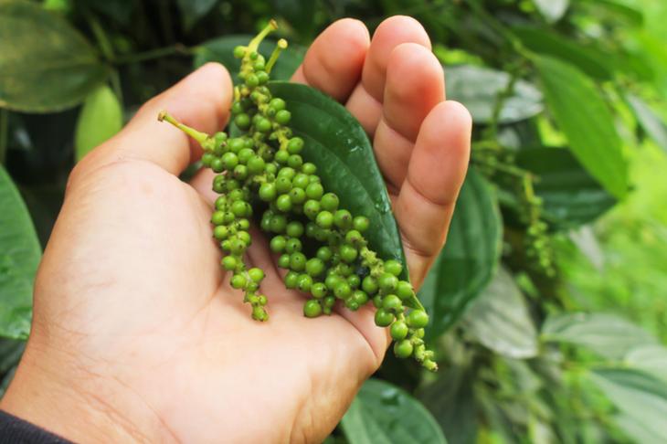 Как выглядят 12 популярных продуктов, когда растут