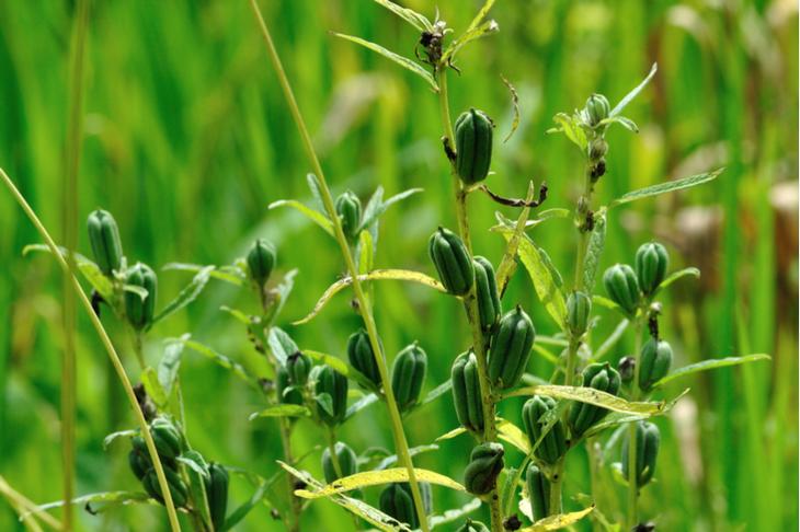 Как выглядят 12 популярных продуктов, когда растут