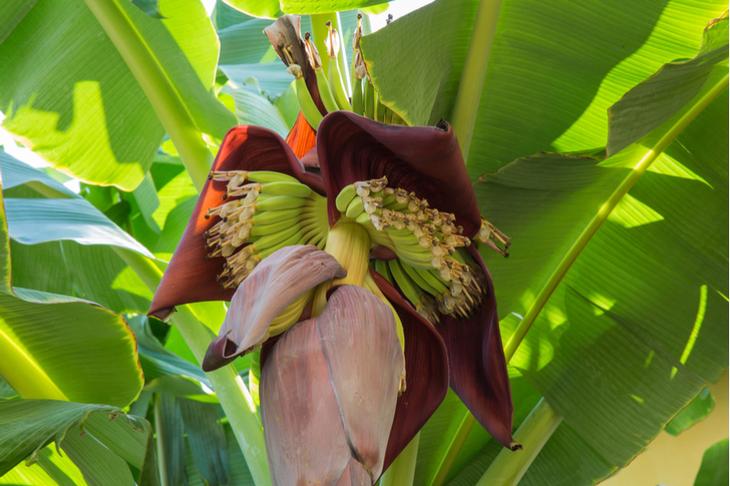 Как выглядят 12 популярных продуктов, когда растут