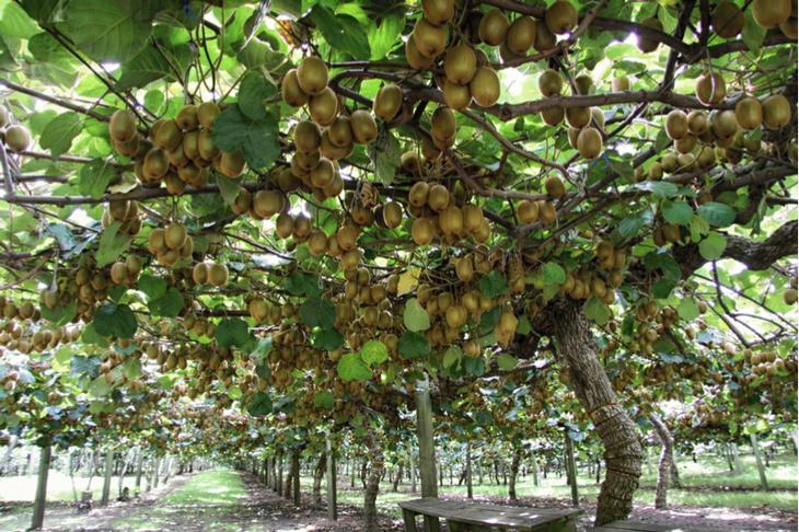 Как выглядят 12 популярных продуктов, когда растут