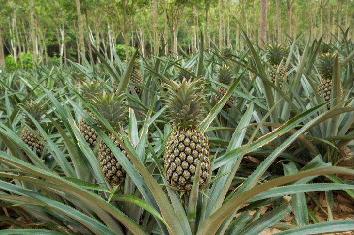 Как выглядят 12 популярных продуктов, когда растут