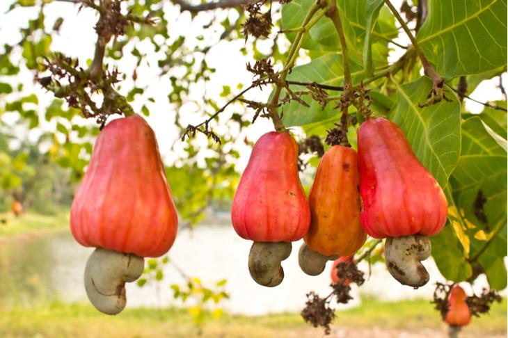 Как выглядят 12 популярных продуктов, когда растут