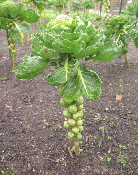 Как выглядят 12 популярных продуктов, когда растут