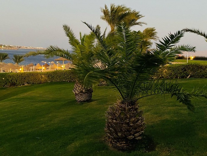 «Лучшей одеждой будет спортивный костюм»: туристка рассказывает об отдыхе в Шарм-эль-Шейхе зимой